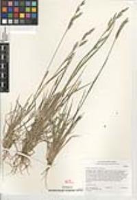 Bromus catharticus var. catharticus image