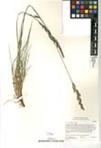 Festuca arundinacea image