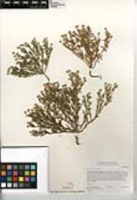 Matricaria discoidea image