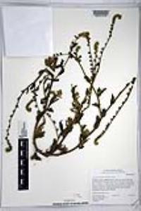 Amsinckia intermedia image