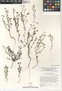 Cryptantha pterocarya image