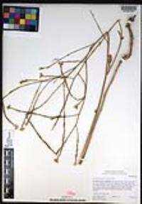 Hirschfeldia incana image
