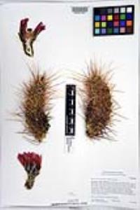 Echinocereus engelmannii image