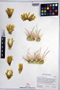 Ferocactus cylindraceus image