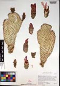 Opuntia basilaris image