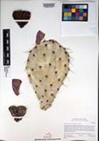 Opuntia littoralis image