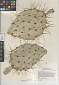 Opuntia phaeacantha image