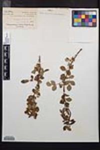 Rosa californica image