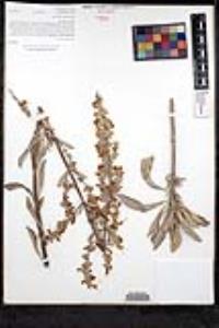 Salvia apiana image