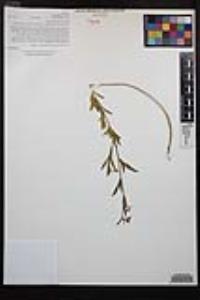Clarkia delicata image