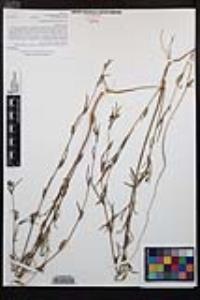 Clarkia purpurea image