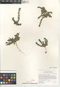Epilobium campestre image