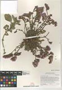 Limonium sinuatum image