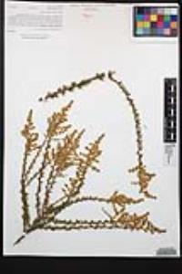Adenostoma fasciculatum image
