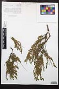Adenostoma fasciculatum image