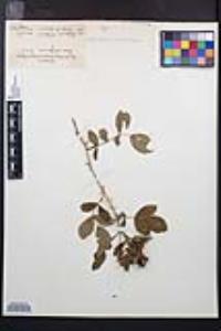 Rosa californica image