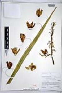 Yucca schidigera image