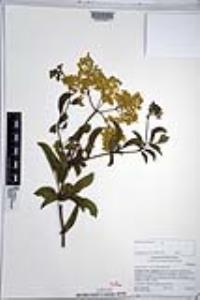 Sambucus cerulea image