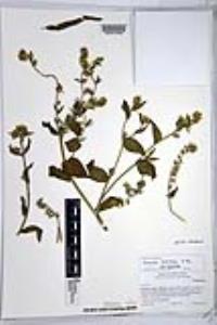 Amsinckia tessellata var. tessellata image