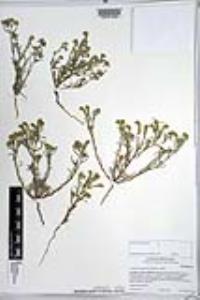 Johnstonella angustifolia image