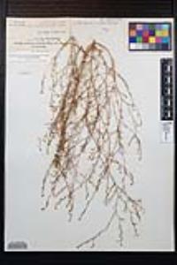 Gayophytum diffusum image