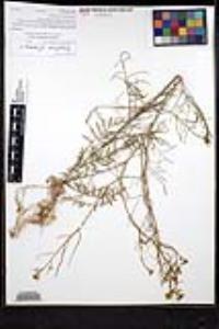 Sisymbrium altissimum image