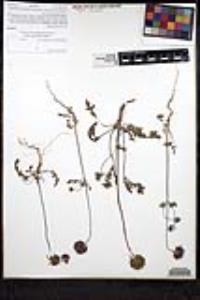 Salvia columbariae image