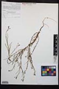 Camissonia strigulosa image