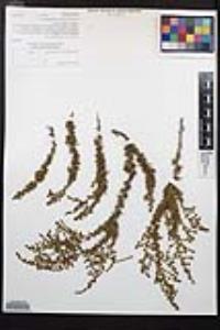 Adenostoma fasciculatum image