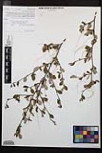 Cercocarpus montanus image