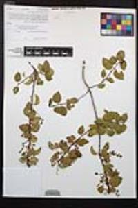 Prunus ilicifolia image
