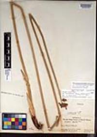 Schoenoplectus acutus image