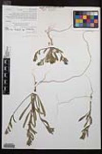 Camissoniopsis bistorta image