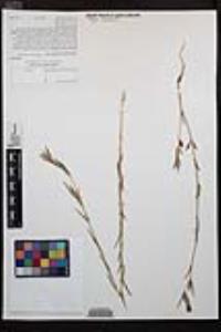 Clarkia purpurea subsp. quadrivulnera image
