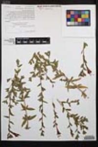 Epilobium canum subsp. latifolium image