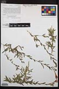 Epilobium canum subsp. latifolium image