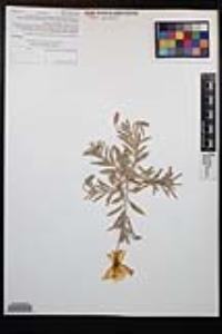 Oenothera californica image