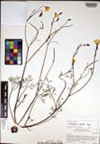 Eschscholzia parishii image