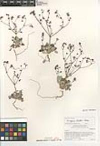 Eriogonum thurberi image