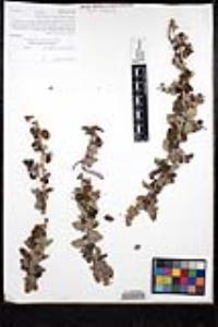 Ceanothus leucodermis image