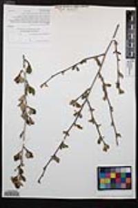 Cercocarpus montanus image