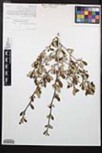 Cercocarpus montanus image