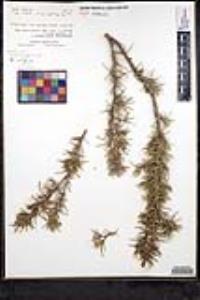 Rosmarinus officinalis image