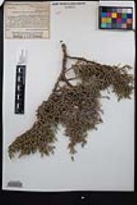 Juniperus osteosperma image