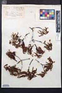 Chamaebatia australis image