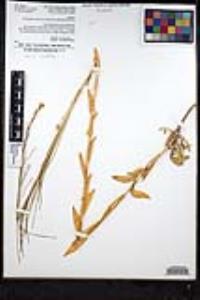 Turritis glabra image