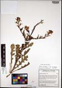Eruca vesicaria subsp. sativa image