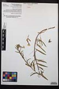 Camissoniopsis bistorta image