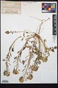 Chylismia claviformis var. aurantiaca image