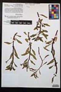 Ludwigia repens image